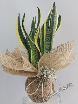 Paşa Kılıcı Çiçeği ( Sansevieria )